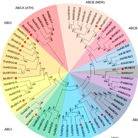 Phylogenetic Tree Of Abc Transporter Proteins Bhabc Transporters Noted