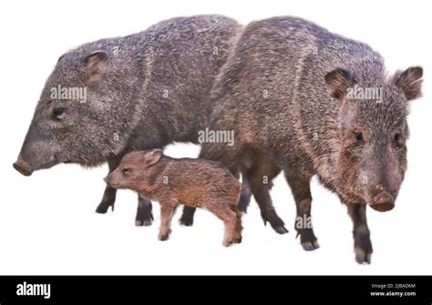 Mom, dad and baby javelina Stock Photo - Alamy