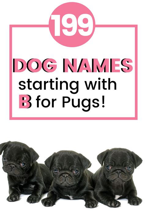 Pug dog names the ultimate list of pug names to help you out – Artofit