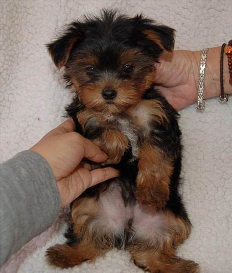 Full Grown Micro Teacup Yorkie