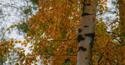 Photo of Tree with Orange Leaves · Free Stock Photo