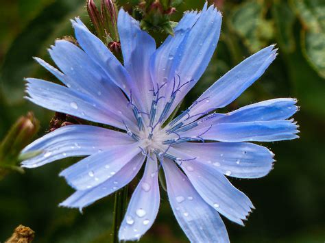 Cichorium intybus 1 Gewöhnliche Wegwarte Cichorium inty Flickr