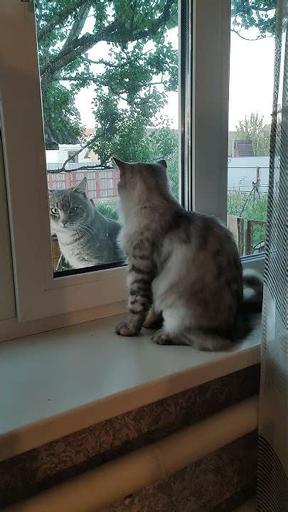 кошка просит кота, кошка хочет к жениху / Kitty want to be with her ...