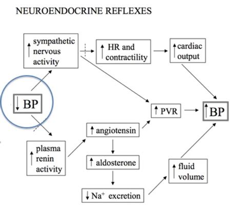 Endocrinology Flashcards Quizlet