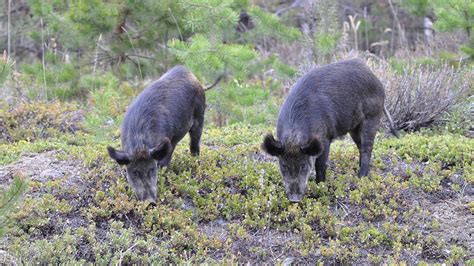 Wild Super Pigs In Canada Poised To Wreak Environmental Havoc Spread