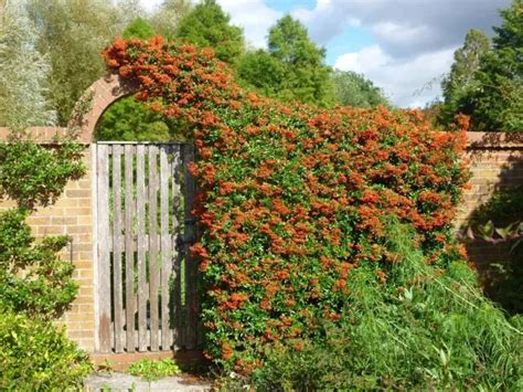 Mittelmeer Feuerdorn für Hecke Das sollten Sie bei der Pflege des