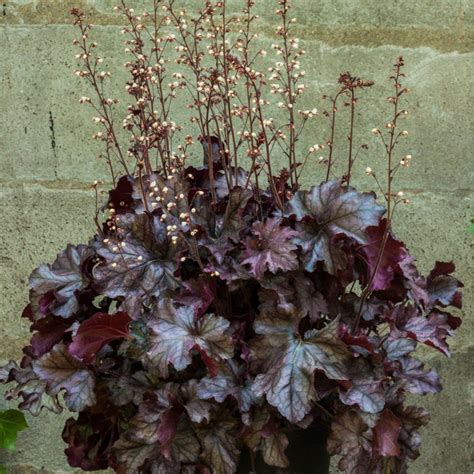 Heuchera Rex Purple