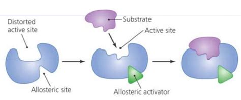 Ap Bio Unit Gene Expression And Regulation Flashcards Quizlet