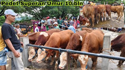 Juta Hari Murah Pedet Super Calon Sapi Monster Pasar Glenmore