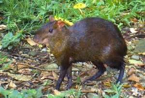 Agouti - Amazon Aid Foundation