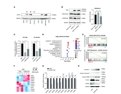 Ash L Is Required For Gene Expression Regulation In The Cell Cycle And