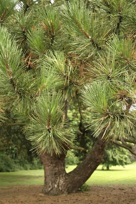 Sosna Czarna Pinus Nigra Sadzonki Cm Du E