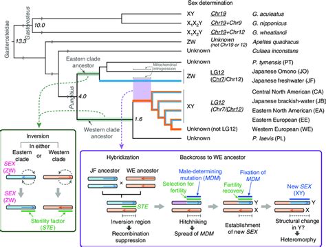 Evolution Of Sex Determination In Gasterosteidae Fishes Hypothetical