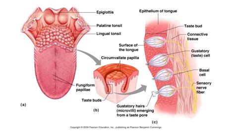 Senses Section 4: Taste Diagram | Quizlet