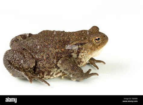 Common Toad Bufo Bufo Isolated Stock Photo Alamy