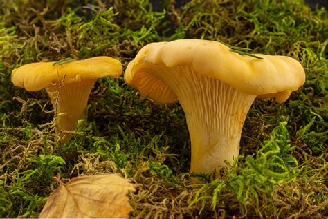 Mushroom California Golden Chanterelle California State Capitol Museum