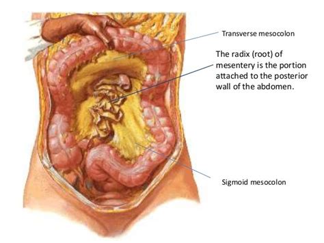 Peritoneum