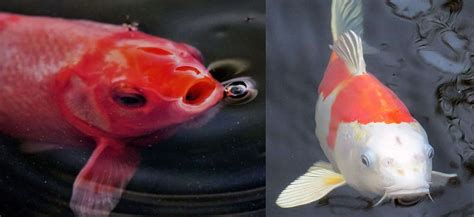 Koi Vs Goldfish - What's The Difference? | Aqua Movement