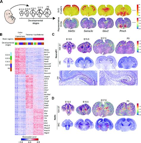 The Spatiotemporal Patterns Of Individual Svgs In Mouse Brain