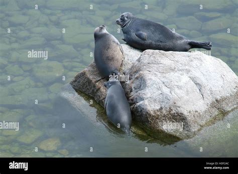 The Baikal seal nerpa Stock Photo - Alamy