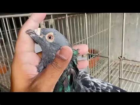 valo kobutor ki vabe chinben bdracingpigeoninformation youtube