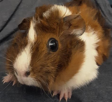 A very scared guinea pig : r/aww