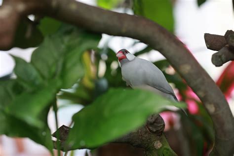 The Java Sparrow Or Java Finch The Java Sparrow Also Know Flickr