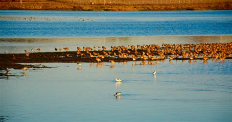 GIR Birds | Napa Outdoors