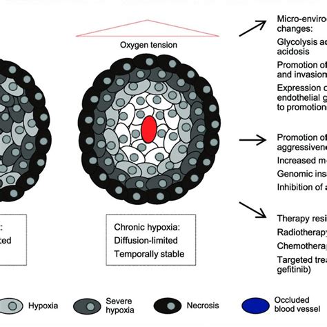 The Two Main Types Of Hypoxia Acute And Chronic And Their Impact On