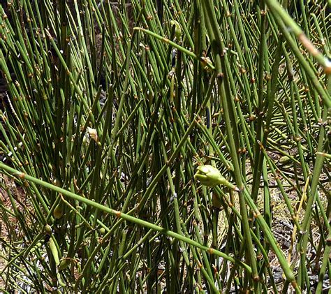 Ephedra