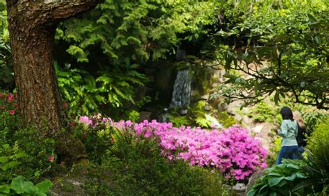 Crystal Springs Rhododendron Garden Birds | Fasci Garden