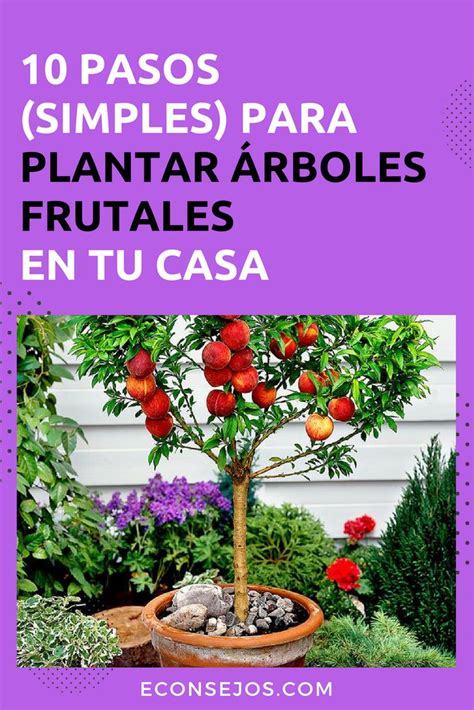 Details 48 Cuando Es El Mejor Tiempo Para Plantar árboles Frutales