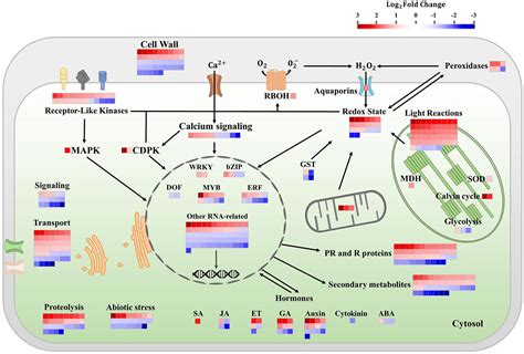 Frontiers Chloroplast Electron Chain Ros Production And Redox