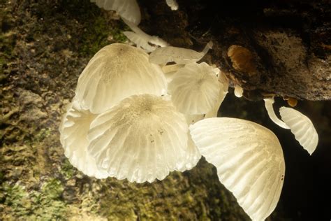 Marasmiellus Candidus Desde Akumal Qr México El 21 De Junio De 2024