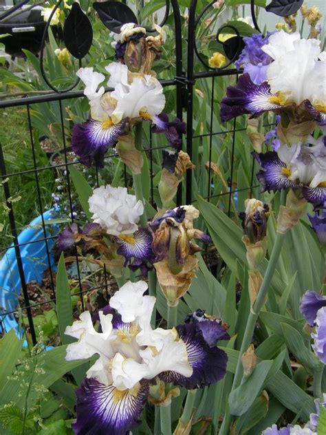 Photo Of The Entire Plant Of Tall Bearded Iris Iris Higher Ground