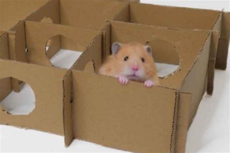 How To Make A CHEAP Hamster Hideout Urbaki Pets