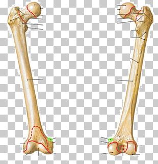 Linea Aspera Anatomy - Anatomical Charts & Posters