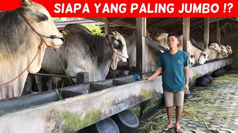 5 Sapi Terbesar Di Kandang Setia Farm Sapi Po Sapi Lokal