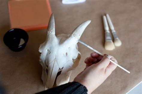 Diy Heres How To Clean Animal Bones So You Can Use Them As Decor