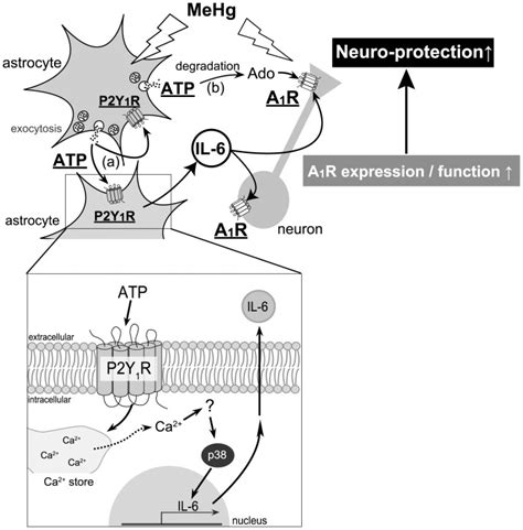 Mehg Stimulates Exocytosis Of Astrocytic Atp That Functions As Both A