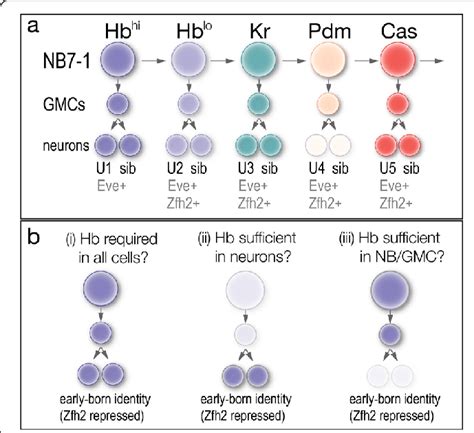 The NB7 1 Lineage Temporal Transcription Factors And Models For