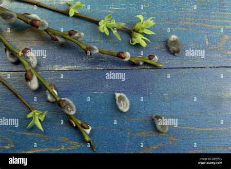 Pussy Willow Twigs On Old Blue Background Stock Photo Alamy