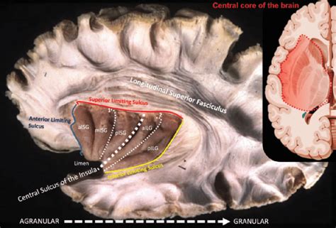 Insular Cortex Diagram