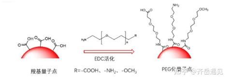 氨基功能化核壳结构的量子点：casezns、cdsecds、cdtecds、cdseznse、cdtesio2、cdsecds