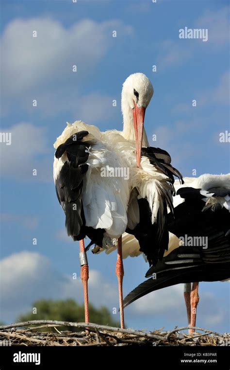 France Haut Rhin Hunawihr Centre For Reintroduction Of Storks In