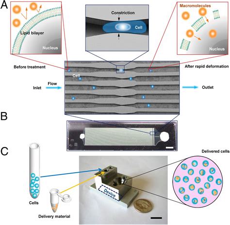 A Vector Free Microfluidic Platform For Intracellular Delivery Pnas