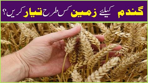 How To Prepare Land For Wheat Crop Land For Wheat Crop How To Make