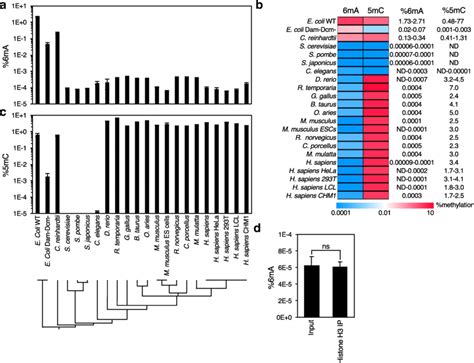 Uhplc Ms Ms Quantification Of 6ma And 5mc Dna Methylation In