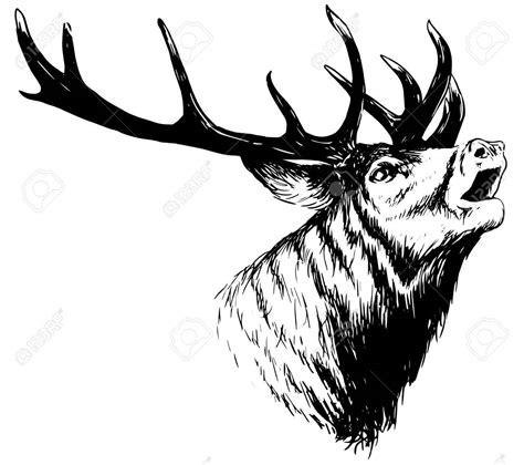 Buck Deer Drawing at GetDrawings | Free download