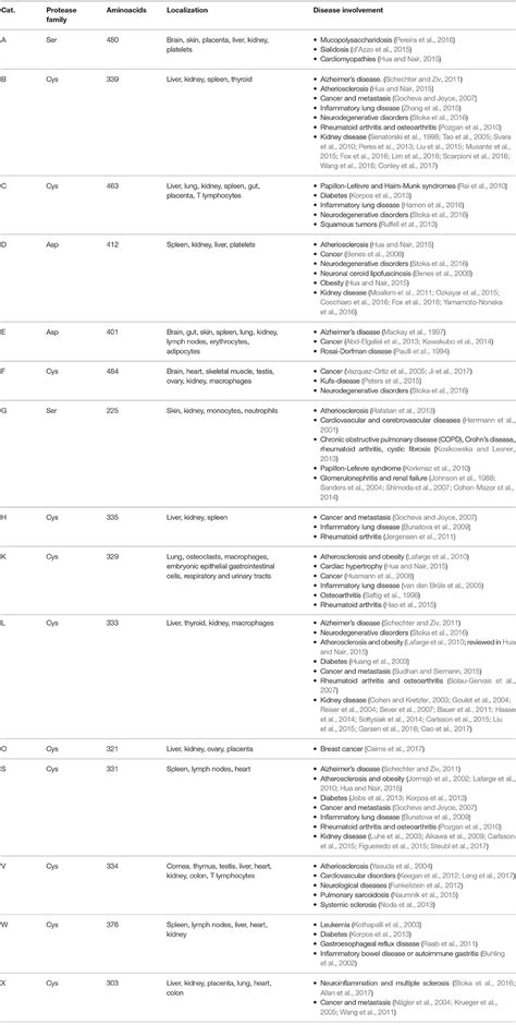 Frontiers The Multifaceted Role Of The Lysosomal Protease Cathepsins